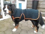 Wiedes, berner sennen hond reu, heeft van zijn eigenaren een echte badjas gekregen. 